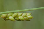 Thinfruit sedge